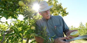 Mark Gleason stands by a tree in an apple orchard and cuts open a yellow apple to analyze it for diseases