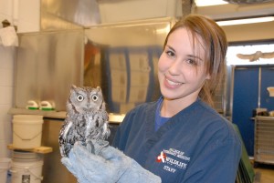 Erica Eaves wearing scrubs holds an owl while at work at the Wildlife Care Clinic