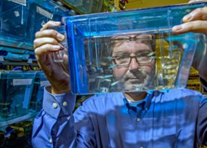 Jeff Essner analyzes a clear container containing zebrafish