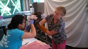 Nichole Schubert helps treat a bird during her internship at New England Wildlife Center in Massachusetts