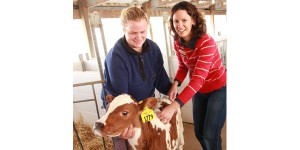 Jenn Bentley and herdsperson Jessica Hanson care for a red and white calf at an ISU farm