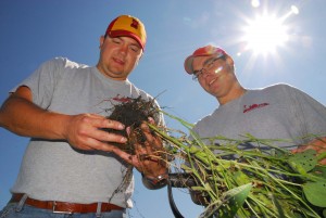 Two men analyze the roots of a soybean plant
