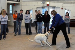 Robin Habeger tries pulling something out of the mouth of a yellow lab during her Domestic Animal Behavior and well-being class.