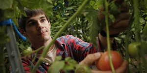 Scott Thellman picks a ripe tomato from a vine