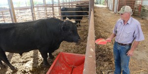 Kevin Maher feeds a bull at the Iowa State McNay Memorial Research and Demonstration Farm