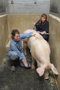 Two student researchers analyze a pig's behavior. One student hold a clipboard adn videocamera while the other kneels next to the pig and takes foot pressure measurements.