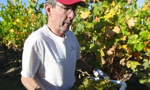 Nick Frey carries a full basket of green grapes through a vineyard