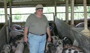 Steve Kerns sorts hogs in one of his barns.
