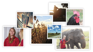 graphics: students talking, soybeans, rusted international sign on tractor, student wit elephant on a study abroad, chicken, silhouette of farmer and cow