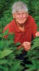 Walter Fehr (’67 PhD agronomy) walks through a field of green plants
