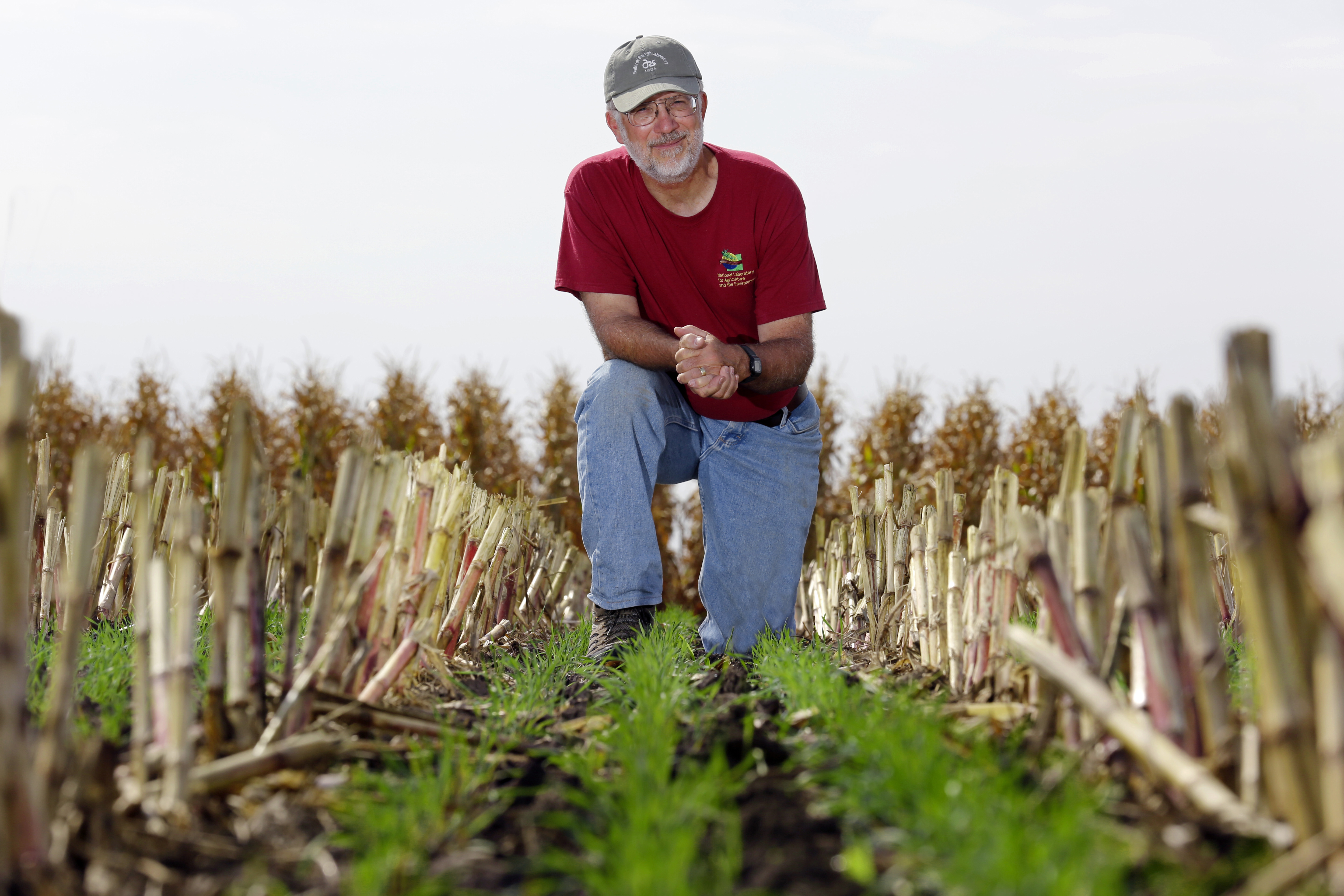 Tom Kasper kneels in field where a cover crop of winter cereal rye was planted after corn silage harvest