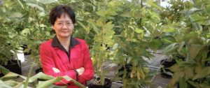 Kan Wang, Global Professor in Biotechnology, pictured in greenhouse where she uses genome-editing technology