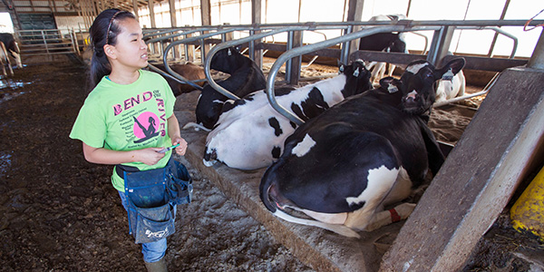 Patrice Sorensen working on the Iowa State University Dairy Farm