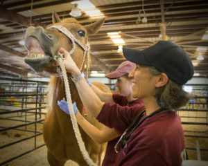 Veterinarians treat horses affected by Hurricane Harvey.