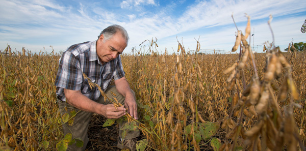 Agronomy professor Antonio Mallarino examines soybeans