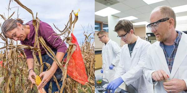 On left: Marna Yandeau-Nelson looks at corn in field. On right: students in lab coats work with chemicals