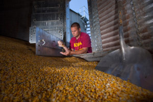 A senior in ag studies, Dylan Lyman, leans inside a bin filled with corn and runs some of the kernels through his hands