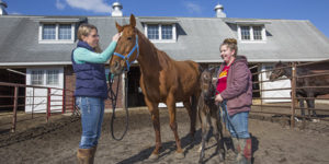 A horse farm manager and student hold onto horses at the horse barn