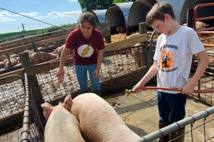 Two youth watering down and cleaning off two pigs in a pen.